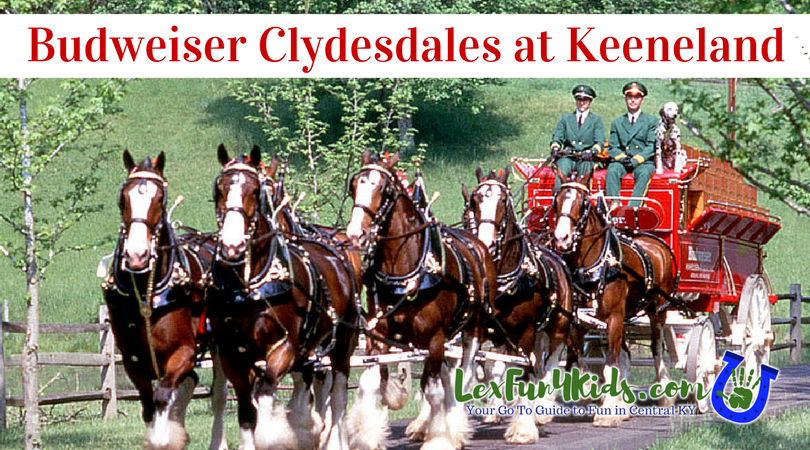 Clydesdales • LexFun4Kids
