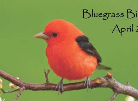 Bluegrass Birding Festival 2023