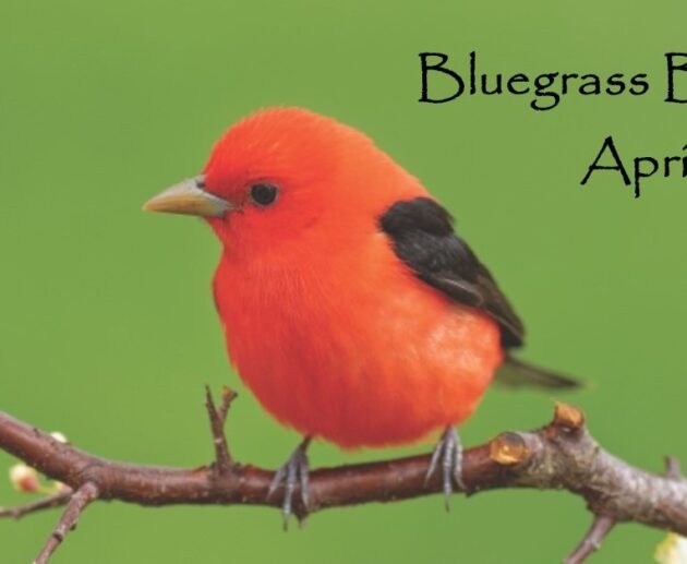 Bluegrass Birding Festival 2023