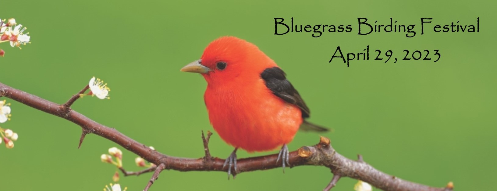 Bluegrass Birding Festival - LexFun4Kids