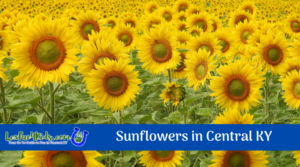 Enjoy Sunflowers in Central KY