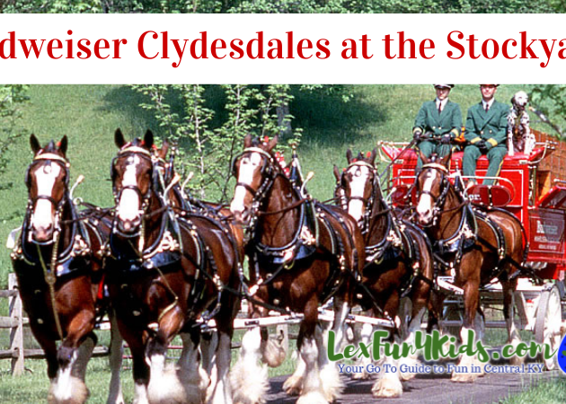 Clydesdales Stockyards