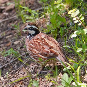 Bird Walk