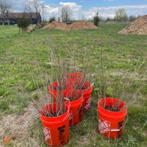 Reforest the Bluegrass at Home *Various pick up locations