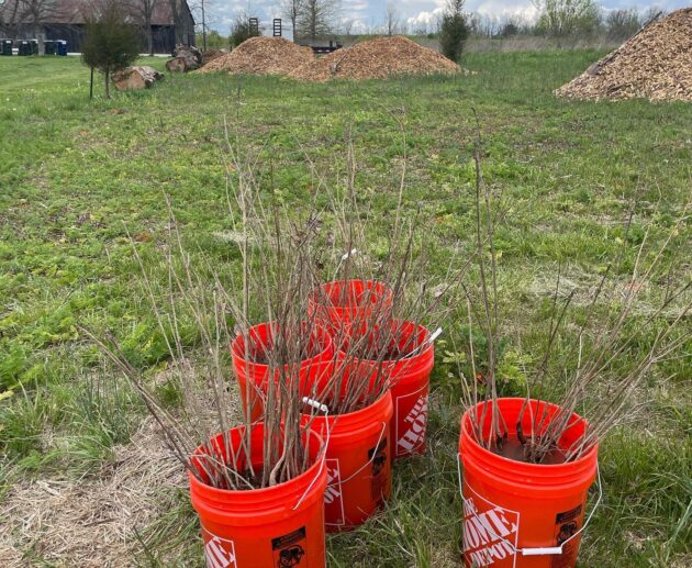 Reforest at Home Buckets of trees