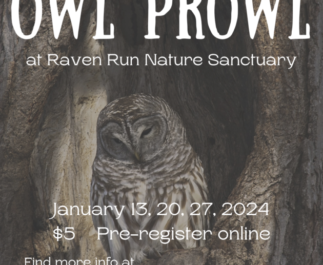 Owl Prowl 2024