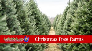 Christmas Tree Farms Image