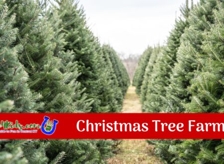 Christmas Tree Farms Image