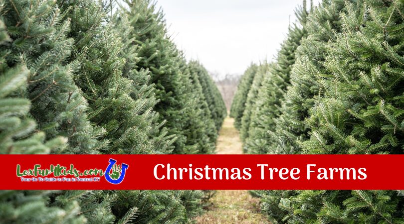 Christmas Tree Farms Image